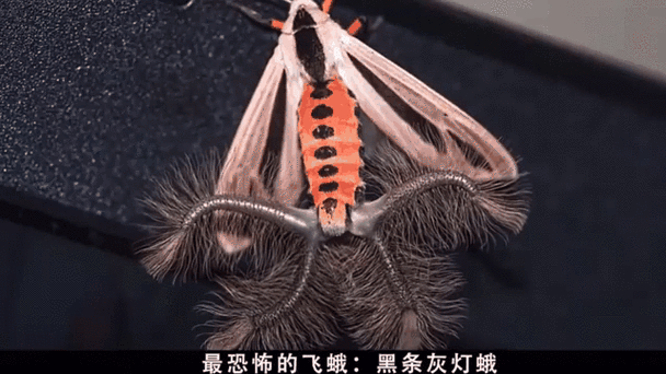 怎么消灭飞蛾截图