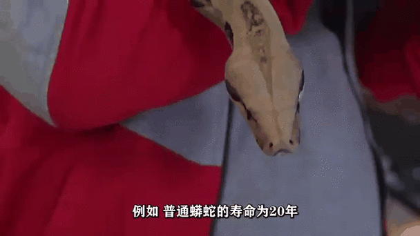 蟒蛇可以活多久缩略图