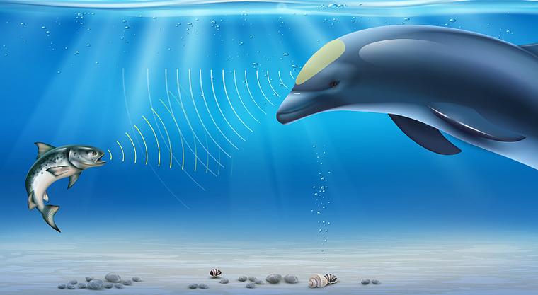 海豚回声定位缩略图