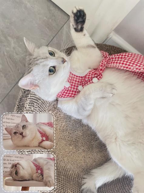 然猫任务怎么躺赚