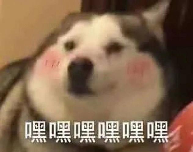 开心动态表情包 高兴