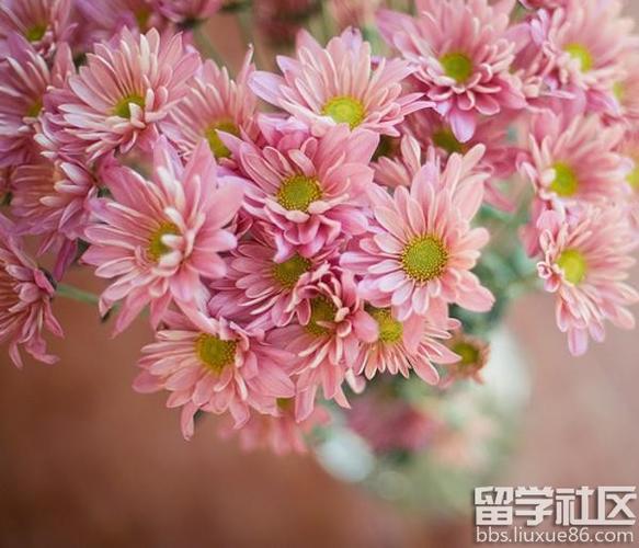 送雏菊的花语和寓意缩略图