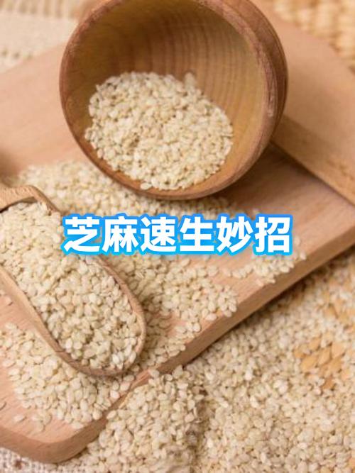 芝麻粒助力接单app缩略图
