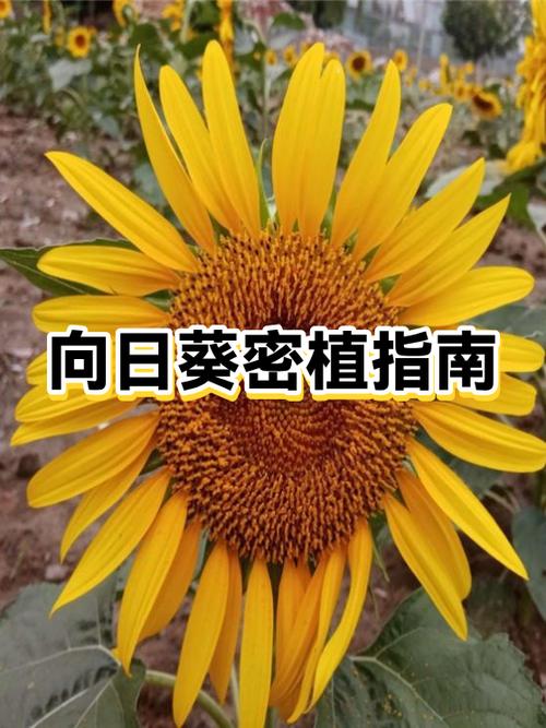 向日葵右键怎么按出来游戏截图