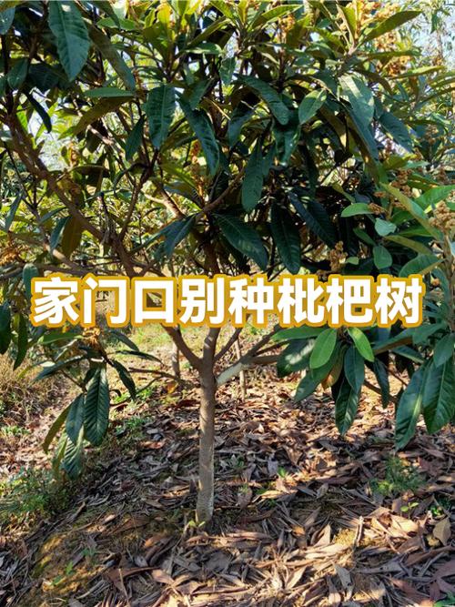 100种树木名称