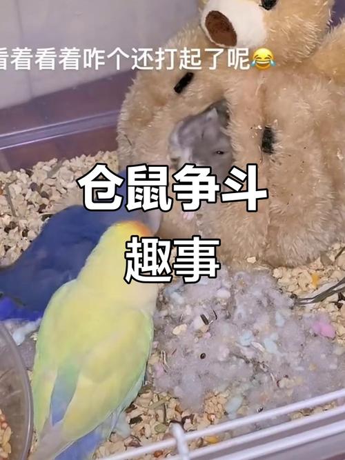 仓鼠抢食截图