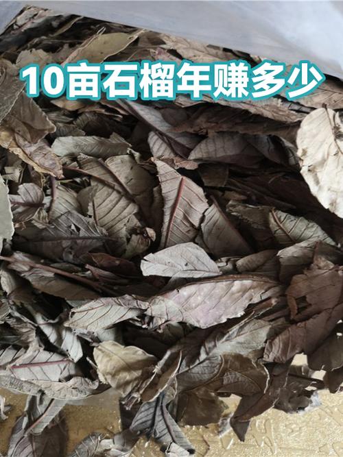 10亩石榴树收入截图