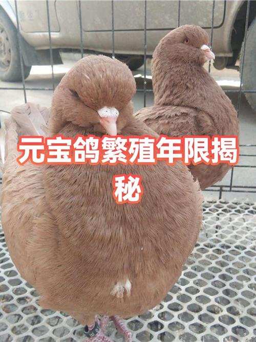元宝鸽繁殖能力有几年缩略图