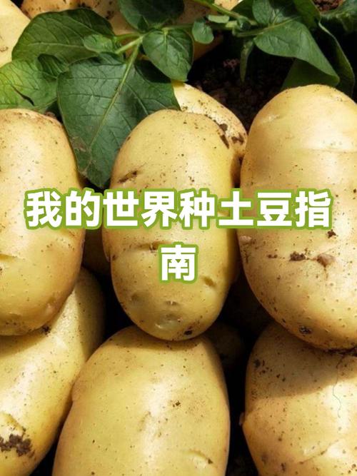 我的世界怎么种植农作物游戏截图