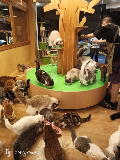 小猫模拟器截图