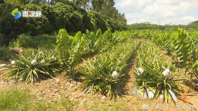 凤梨哪个季节成熟游戏截图