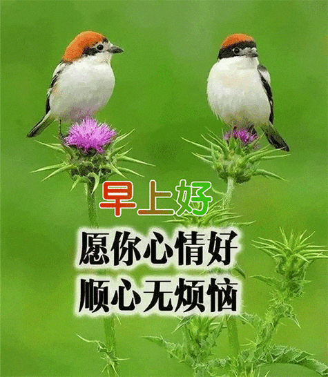 一天一个祝福语缩略图