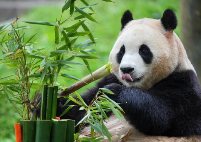 熊猫框架防闪退游戏截图