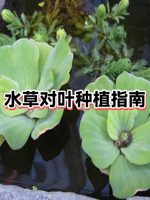 LED灯可以养水草吗截图