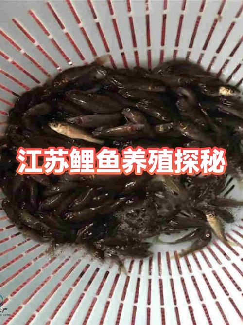 鲤鱼肚子里的鱼子能吃吗