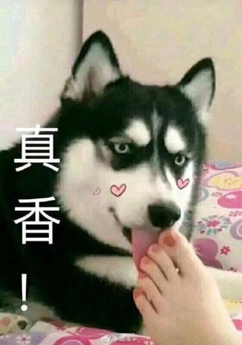 舔狗图案图标