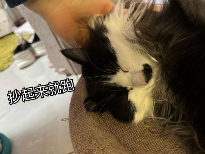 猫咪APP官方网站入口