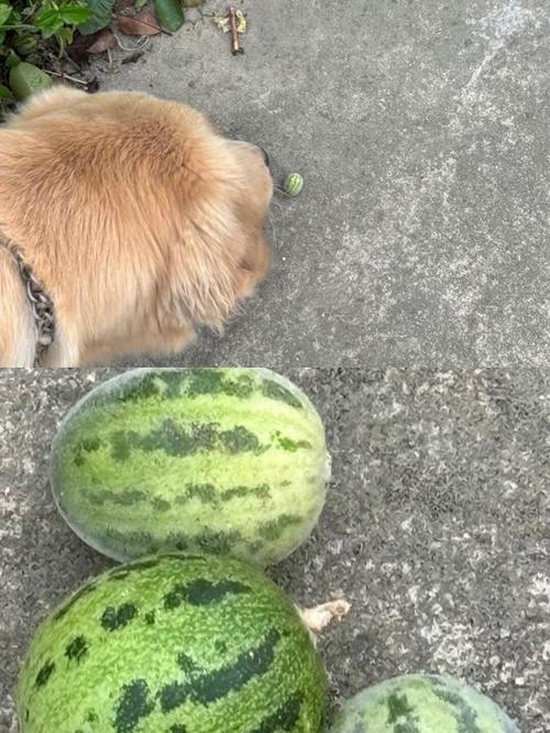 炒芝麻大西瓜缩略图