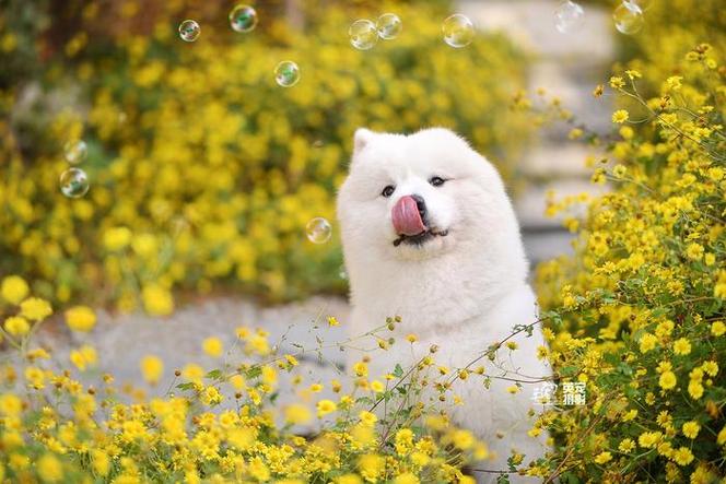 北极熊装