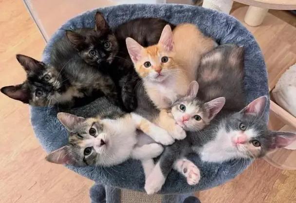 打119救援猫咪要收费吗