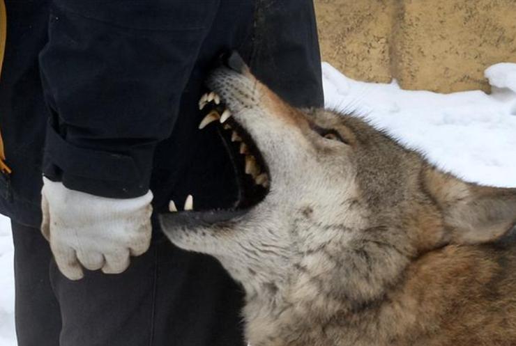 被狼咬了会得狂犬病么