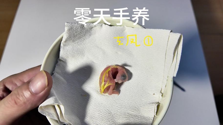 鹦鹉一次下几个蛋