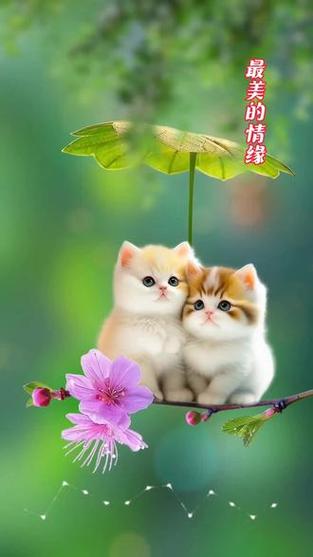 歌曲《最美的情缘》视频截图
