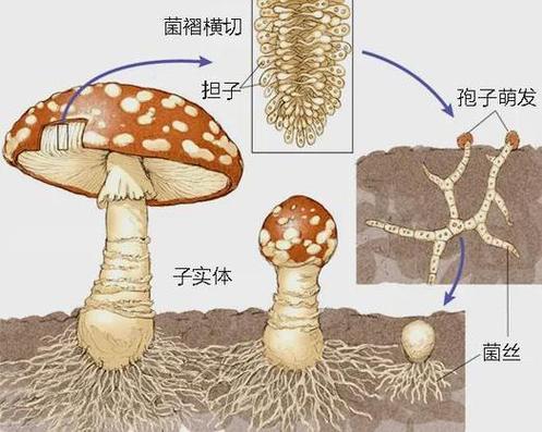 蘑菇街的流量大多来源于哪里