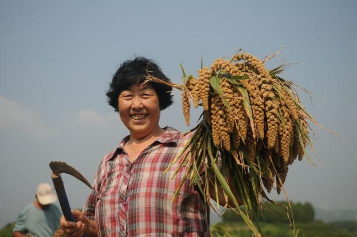小米什么季节收获截图