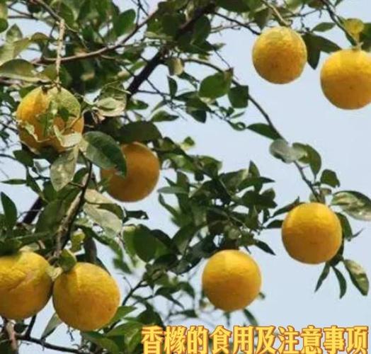 枳实主治什么病截图