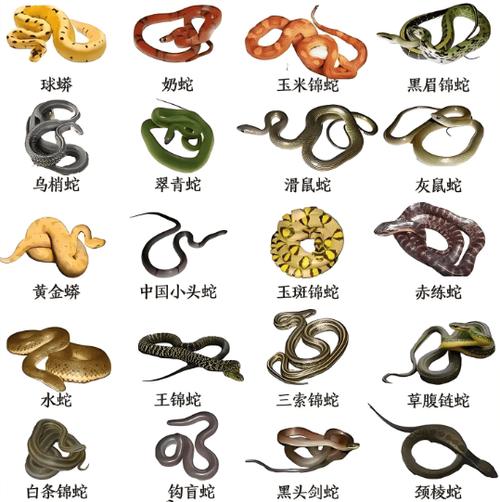 十种农村常见蛇