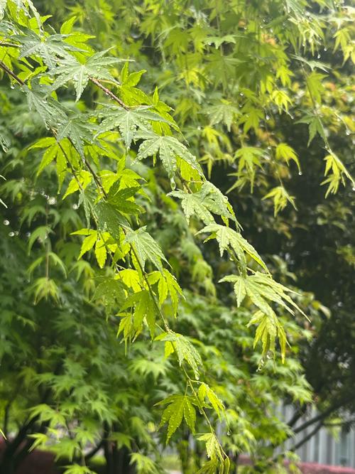 雨中枫叶唯美意境图片缩略图