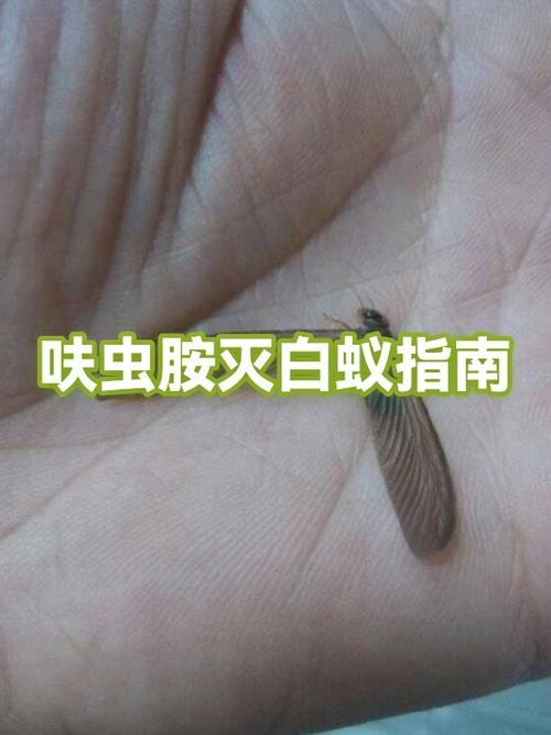 白蚁如何根除图标