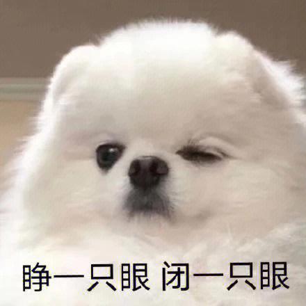 狗的表情包图片缩略图