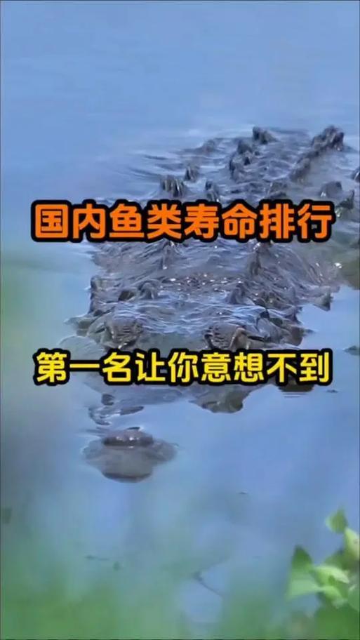 鱼的寿命大概是几年缩略图