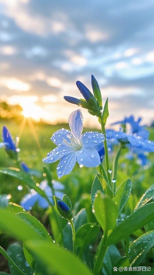 花间直播花瓣图标