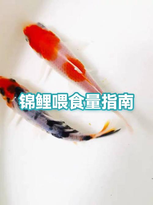 锦鲤一般几天喂一次食