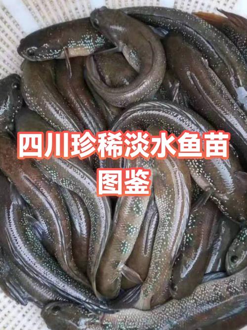 水系十大稀有能力排名