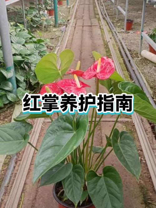 红掌好养活吗截图