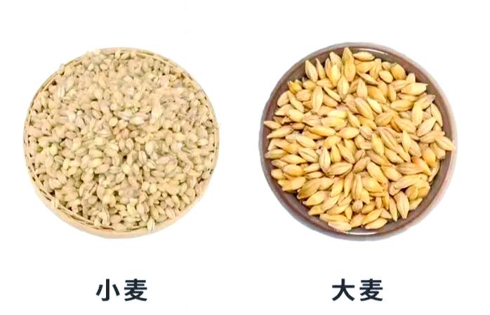 啤酒大麦好还是小麦好截图