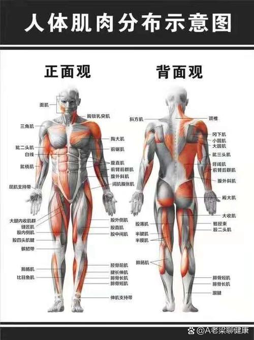 大腚是哪个身体部位缩略图