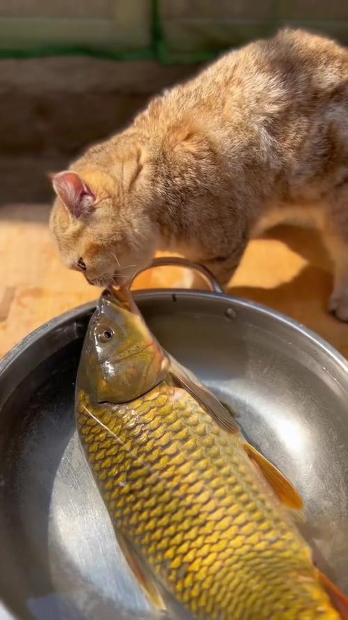 小熊猫视频