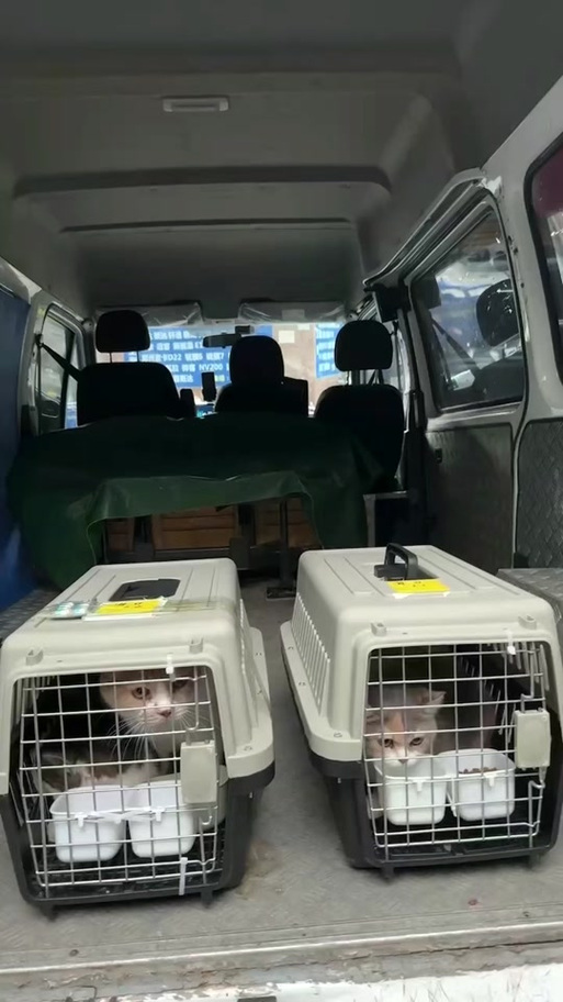 托运宠物找哪个平台最好