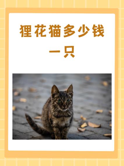 花猫直播间官方下载安装