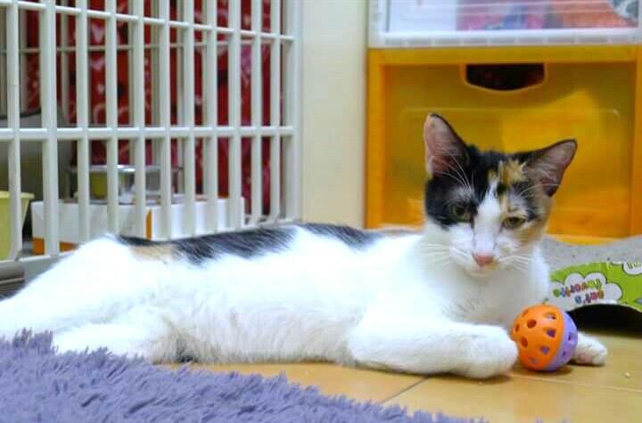 养猫游戏缩略图