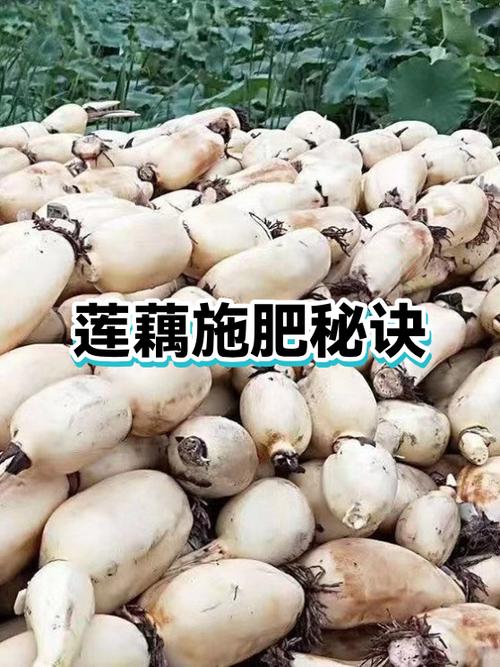 莲藕种植方法图标