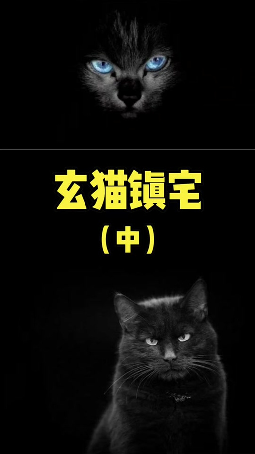 黑猫扑身上有什么预兆截图
