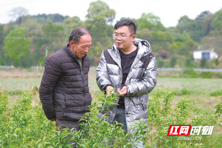 网上买的桃树苗怎样才能栽活