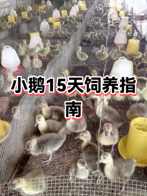 小鹅怎么才能不聚堆截图