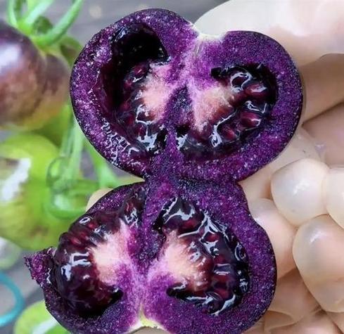 紫色的小番茄是什么品种